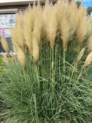 Pluimen 5 voor 10 of alles €1 per stuk beschikbaar voor biedingen