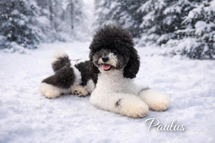 Harlekijn Dwerg poedel dekreu | 32cm | FCI | volledig getest, Dieren en Toebehoren, Honden | Dekreuen, Reu, Fokker | Hobbymatig