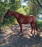 Arabische d sportpony, 8 jaar, Dieren en Toebehoren, B, Gechipt, Ruin, Springpony