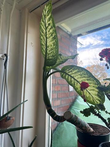 Dieffenbachia kamerplant beschikbaar voor biedingen