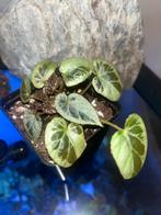 Begonia Burkillii silver edge form, Ophalen of Verzenden, Halfschaduw, Minder dan 100 cm