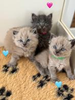 Prachtige Ragdoll x nebelung kittens, Dieren en Toebehoren, Katten en Kittens | Raskatten | Langhaar, Meerdere dieren, Gechipt