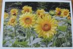 Zonnebloemen op ansichtkaart, Verzenden, 1980 tot heden, Gelopen, Natuur