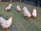 3 Wyandotte kippen met 1 haan., Dieren en Toebehoren, Pluimvee, Kip, Meerdere dieren