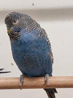 Blackface grasparkiet, Meerdere dieren, Parkiet