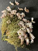 Zijde klaprozen, Ophalen of Verzenden, Nieuw