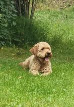 Golden doodle teefje 4 jaar oud .kroelhond, Dieren en Toebehoren, Honden | Retrievers, Spaniëls en Waterhonden, Overige rassen