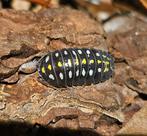 Armadillidium klugii "Black" isopods pissebedden, Overige soorten