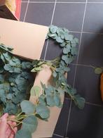 Eucalyptus Slingers - 5 Stuks, Ophalen of Verzenden, Nieuw, Binnen