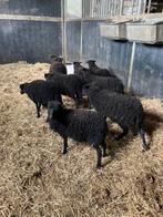 Oussant lammeren, Meerdere dieren, Schaap, 0 tot 2 jaar