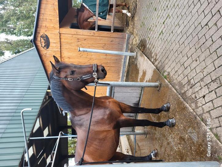 Verzorgster gezocht locatie Leidschenveen, Dieren en Toebehoren, Paarden en Pony's | Overige Paardenspullen, Ophalen of Verzenden