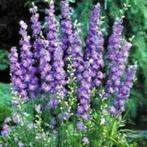 Zaden Delphinium consolida Lilac Spire, Tuin en Terras, Bloembollen en Zaden, Verzenden, Voorjaar, Volle zon, Zaad