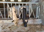 2 zwartbonte dekstieren, Dieren en Toebehoren, Runderen, Mannelijk, 0 tot 2 jaar