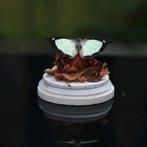 Gemonteerde vlinder in stolp, Ophalen of Verzenden, Nieuw, Insect, Opgezet dier