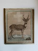19e-eeuwse ingekleurde prent van een hert – L’axis Male, Antiek en Kunst, Kunst | Etsen en Gravures, Ophalen of Verzenden