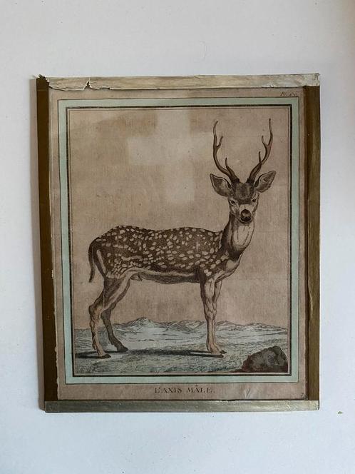 19e-eeuwse ingekleurde prent van een hert – L’axis Male, Antiek en Kunst, Kunst | Etsen en Gravures, Ophalen of Verzenden