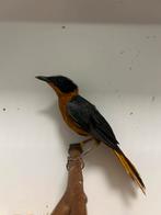 1-0 sneeuwkruin roodborst tapuit, Mannelijk, Tropenvogel