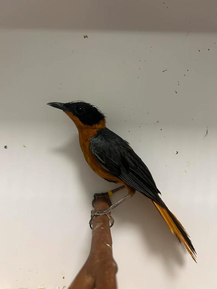 1-0 sneeuwkruin roodborst tapuit, Dieren en Toebehoren, Vogels | Overige Vogels, Tropenvogel, Mannelijk