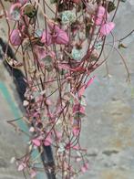 Ceropegia woodii Pink Variegata p14, Huis en Inrichting, Kamerplanten, Ophalen of Verzenden, Overige soorten, Minder dan 100 cm