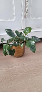 Philodendron White princesse, Ophalen, Overige soorten, Minder dan 100 cm