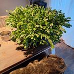 Mega grote Lidcactus Rose, Overige soorten, 100 tot 250 cm, Zomer, Ophalen