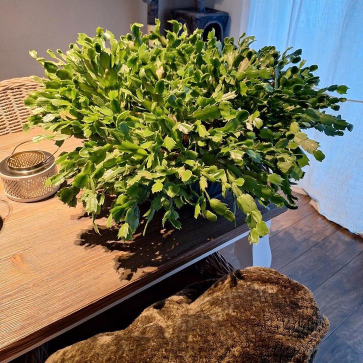 Mega grote Lidcactus Rose, Tuin en Terras, Planten | Bomen, Overige soorten, 100 tot 250 cm, Volle zon, Zomer, In pot, Ophalen