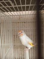 Majoor putters 2025, Dieren en Toebehoren, Vogels | Overige Vogels, Meerdere dieren