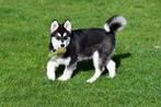 Alaskan Malamute pups te koop, Dieren en Toebehoren, Honden | Poolhonden, Keeshonden en Oertypen, Rabiës (hondsdolheid), Meerdere