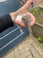 Rittens baby ratjes, Dieren en Toebehoren, Rat, Meerdere dieren, Tam, September