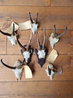 Gewei hert bok gems divers 7 stuks, Ophalen of Verzenden, Gebruikt