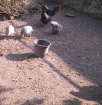 broedeieren van Parelhoenders en Australorp Kippen, Geslacht onbekend, Kip
