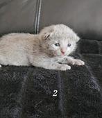 Blauwe rus kittens met Stamboom., Dieren en Toebehoren, Katten en Kittens | Raskatten | Korthaar, Kater, Met stamboom
