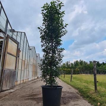 Portugese Laurier - Prunus lusitanica 'Angustifolia' beschikbaar voor biedingen