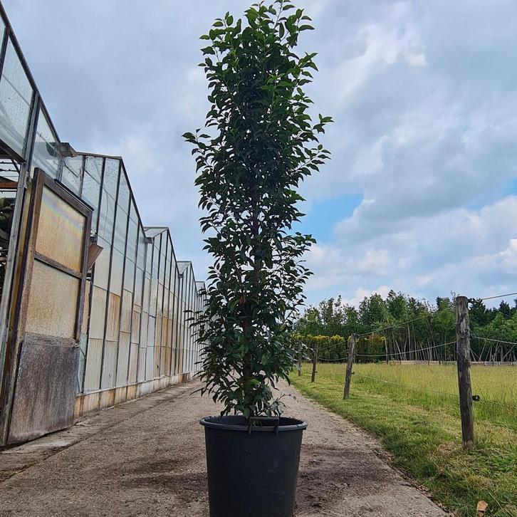 Portugese Laurier - Prunus lusitanica 'Angustifolia', Tuin en Terras, Planten | Bomen, Overige soorten, 100 tot 250 cm, Volle zon