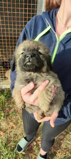 Ontmoet Cappy – Klein van formaat, groot in liefde, Dieren en Toebehoren, Honden | Niet-rashonden, Particulier, Rabiës (hondsdolheid)