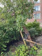 Gratis hout van perenboom. Alleen even zagen en opruimen., Minder dan 3 m³, Ophalen, Overige houtsoorten, Stammen