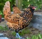 Gezocht Nederlandse uilebaard broedeieren., Dieren en Toebehoren, Pluimvee, Geslacht onbekend, Kip