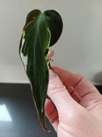 Philodendron Micans Halo Velvet variegata Stek, Huis en Inrichting, Kamerplanten, Ophalen of Verzenden, Halfschaduw, Minder dan 100 cm