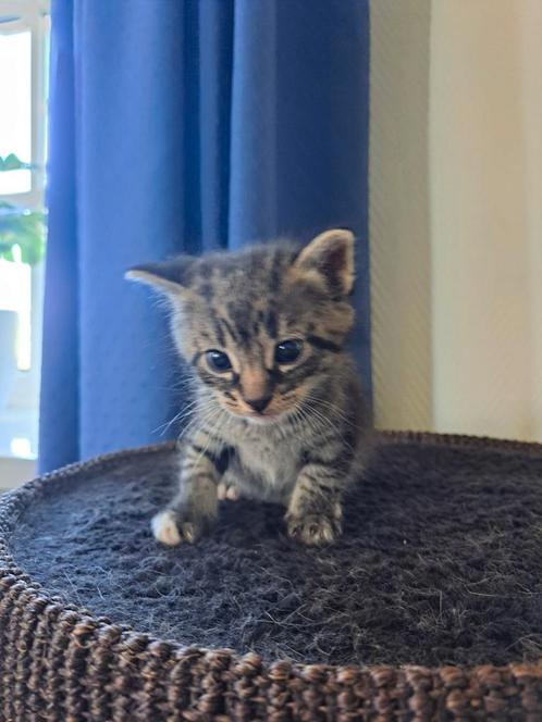 Kittens, Dieren en Toebehoren, Katten en Kittens | Overige Katten
