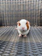 Roodbont cavia zeugje, Dieren en Toebehoren, Knaagdieren, Vrouwelijk, Cavia, Na 1 juli 2024, Tam