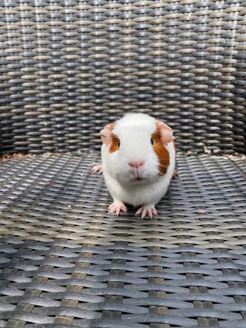 Roodbont cavia zeugje beschikbaar voor biedingen
