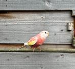 Bourke parkieten 2025, Dieren en Toebehoren, Vogels | Parkieten en Papegaaien, Meerdere dieren, Parkiet