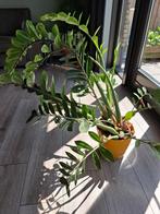 Zamioculcas / Emerald Palm
met oker gele pot, Huis en Inrichting, Kamerplanten, Ophalen, Palm, In pot, Minder dan 100 cm