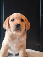 Schitterende labrador pups, CDV (hondenziekte), 8 tot 15 weken, Labrador retriever, Meerdere