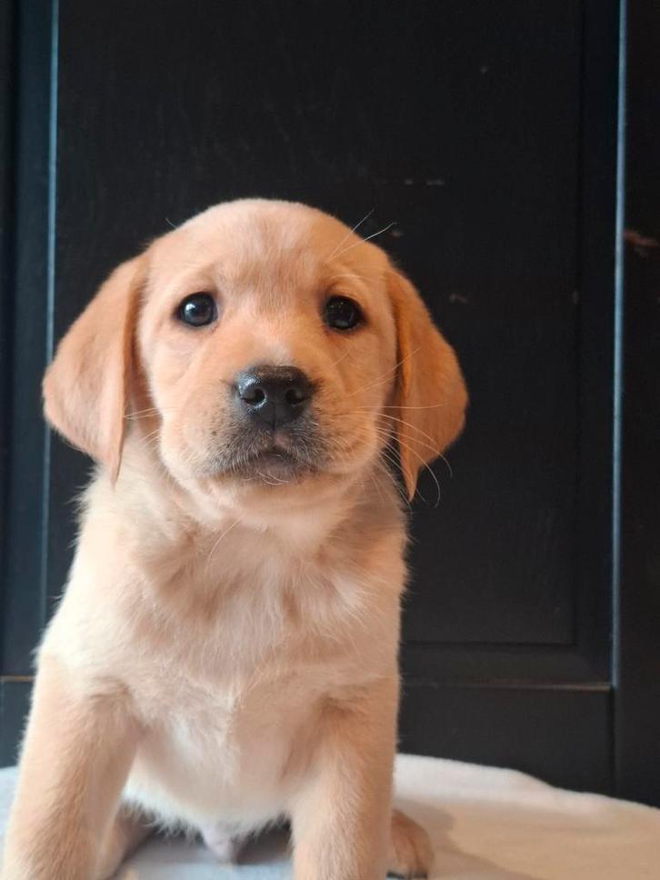 Schitterende labrador pups, Dieren en Toebehoren, Honden | Retrievers, Spaniëls en Waterhonden, Meerdere dieren, Labrador retriever