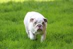 New/Old English Bulldog, Fokker | Hobbymatig, Rabiës (hondsdolheid), 8 tot 15 weken, Buitenland