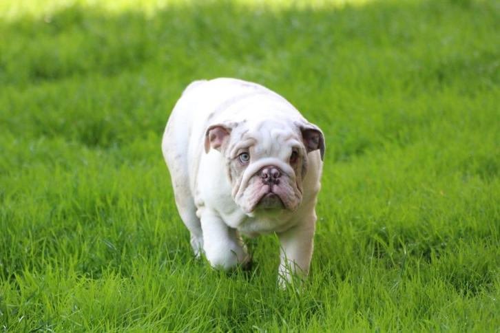 New/Old English Bulldog, Dieren en Toebehoren, Honden | Bulldogs, Pinschers en Molossers, Meerdere dieren, Bulldog, Fokker | Hobbymatig