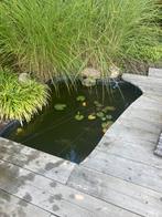 Vijverbak compleet met pomp filter vissen etc., Tuin en Terras, Vijvers, Ophalen of Verzenden, Gebruikt