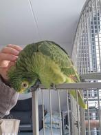 Amazon papegaai blauwvoorhoofd, Dieren en Toebehoren, Vogels | Parkieten en Papegaaien, Vrouwelijk, Papegaai, Pratend