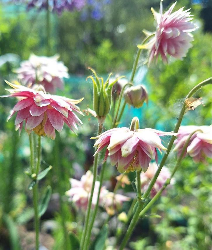 Aquilegia zaden, Akelei, Tuin en Terras, Bloembollen en Zaden, Halfschaduw, Ophalen of Verzenden